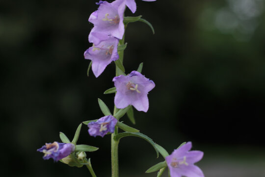 Purple Bellflower Inflegrescence Blossoming on Dark Natural Background