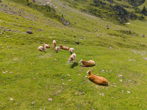 Aerial view of cows grazing on the lush green alpine pastures of Mondeval in the Dolomites, Selva di Cadore, Veneto, Italy.