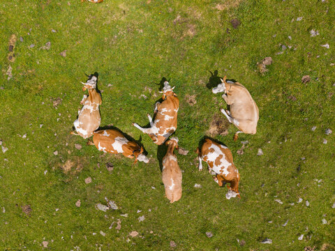 Aerial view of cows grazing in the lush green alpine pastures of Mondeval in the Dolomites, Selva di Cadore, Veneto, Italy.