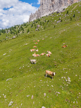 Aerial view of cattle grazing in the lush green alpine pastures of Mondeval in the Dolomites, with rocky mountain peaks in the background, Selva di Cadore, Veneto, Italy.