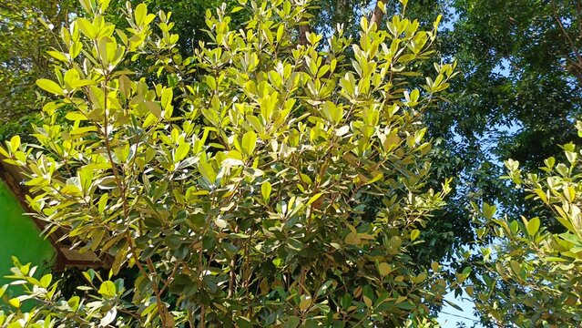 Sawo kecik or Manilkara kauki tree in the park. Also known as sawo jawa, caqui, wongi.