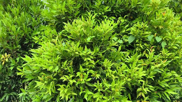 Green leaves on tree branch sway in the wind. Summer sunny nature leaves background