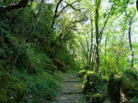 A verdant, winding, cobbled forest path bordered by mossy rocks leads from the village of Fox-Amphoux to the Notre-Dame-de-Bon-Secours chapel in a natural hollow
