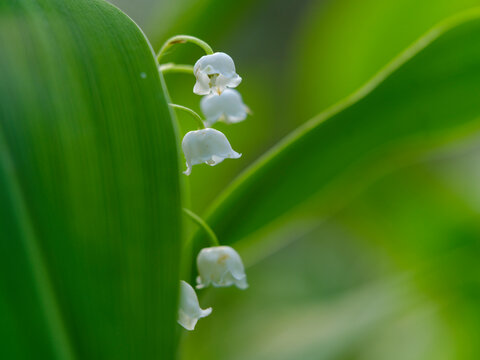 Lily of the valley flowers bloom in lush green nature during a spring outdoor adventure,  Julian Alps, Tarvisio, Italy, Europe region.