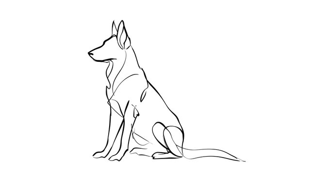German Shepherd line drawing white background.