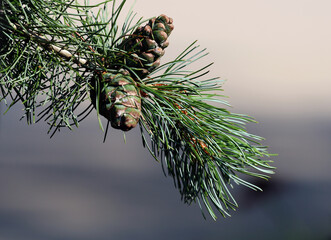 Blue Angel Pine Branch with Green Pinecones and Evergreen Needles © Christine Donnelly