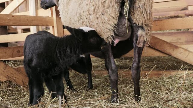 Baby lamb suckling milk from its mother in a sheep barn. Natural maternal feeding and bonding between ewe and offspring, illustrating livestock breeding, animal care, farming and rural life. Yeanling