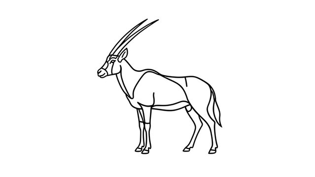 Oryx antelope line art illustration white background.