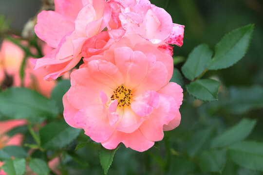 Pink Garden Drift Rose Blooms with Soft Green Background
