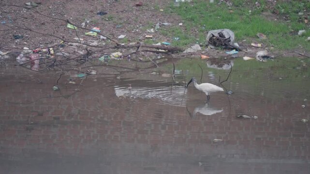 Wide shot video of a white black headed ibis bird wading through shallow water while probing its curved beak for food