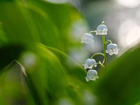 Lily of the valley (Convallaria majalis) blooms in a lush spring forest, symbolizing nature, growth and fresh vitality in a scenic mountain habitat, Julian Alps, Tarvisio, Italy.