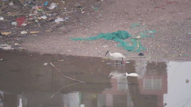 Wide shot video of a white black headed ibis bird wading along polluted water shore and probing for food