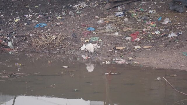 Wide shot video of a black headed ibis probing its beak in water with clear reflection near a garbage shore