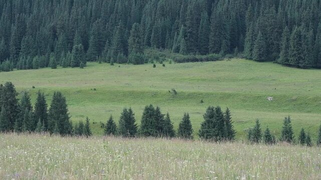 Green mountain meadow with wildflowers and pine forest under a gentle breeze. Commercial stock video footage for travel, nature background, eco-friendly, and outdoor recreation concepts.
