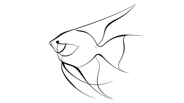 Elegant angelfish line drawing on white background.