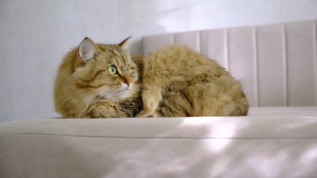 Portrait of well-fed cat, lounging. Soft morning light, enjoying sun beam, afternoon sleep improves mood.  Relaxing and ready to nap. Calmness, tranquil ambiance