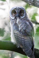 Fototapeta premium Juvenile Long-eared Owl (Asio otus) perched in forest, Norway