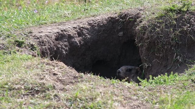 Wild marmot looking out of its underground burrow in a green grassy field. Commercial stock video footage for wildlife education, nature documentaries, animal behavior, and travel concepts.