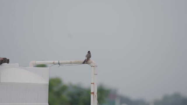 Wide shot video of a red vented bulbul bird perched on a rooftop white water pipe under an overcast sky