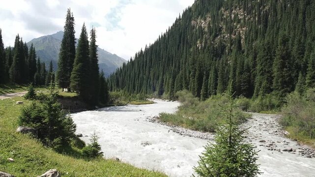 Turbulent mountain river flowing through Bayankol Gorge in Kazakhstan surrounded by pine forests. Commercial stock video footage for travel, outdoor adventure, tourism, and wilderness background conce