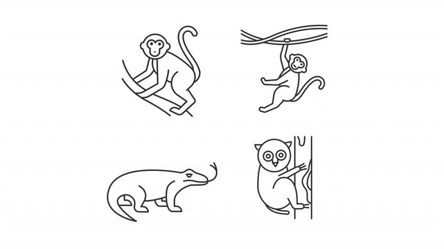Four unique animal poses line animation set. Wildlife creatures animated icons. Monkeys navigating tree. Tarsier clinging to trunk. Outline elements on white background. HD video with alpha channel