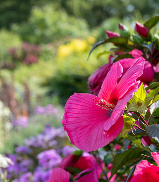 Stunning, colourful mixed flower border at Wisley garden, Surrey UK, with dark pink Hibiscus Moscheutos Planet Griotte Tangri. The extensive flower beds are planted mainly wtih perennial plants.