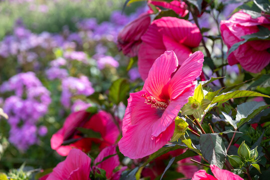 Stunning, colourful mixed flower border at Wisley garden, Surrey UK, with dark pink Hibiscus Moscheutos Planet Griotte Tangri. The extensive flower beds are planted mainly wtih perennial plants.