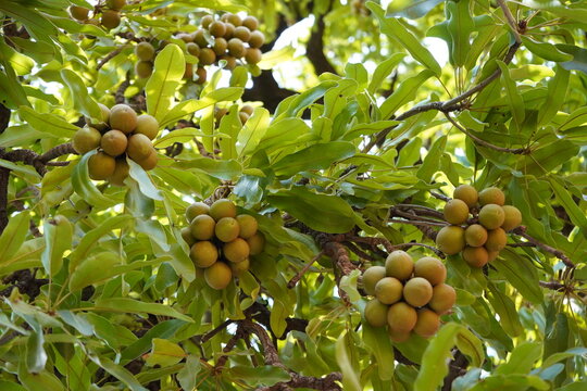 Le beurre de karit&eacute; est un tr&eacute;sor naturel ultra-nourrissant. Riche en vitamines A, D, E et F et en acides gras, il hydrate en profondeur, r&eacute;pare les peaux et cheveux secs, Burkina Faso