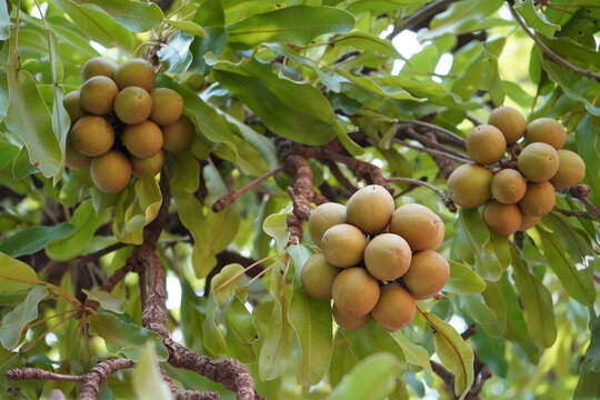 Le beurre de karit&eacute; est un tr&eacute;sor naturel ultra-nourrissant. Riche en vitamines A, D, E et F et en acides gras, il hydrate en profondeur, r&eacute;pare les peaux et cheveux secs, Burkina Faso