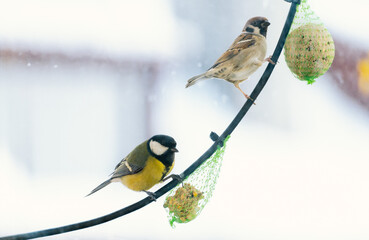 Great tit and sparrow feeding on bird fat ball in winter, wildlife and bird care concept © Pure Asset