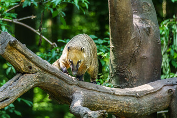 Obraz premium South American coati, Nasua nasua is a coati species from tropical and subtropical South America.