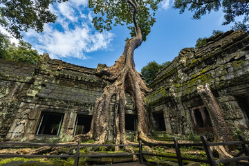 Fototapeta premium Giant tree over the stone construction of Ta Prohm Temple in Cambodia