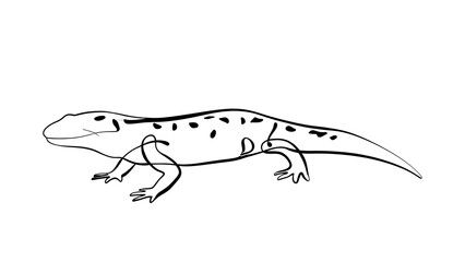 Naklejka premium Black and white lizard illustration white background.