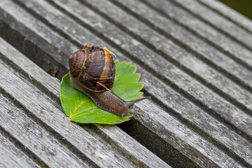 Snail on a leaf © Next Frame