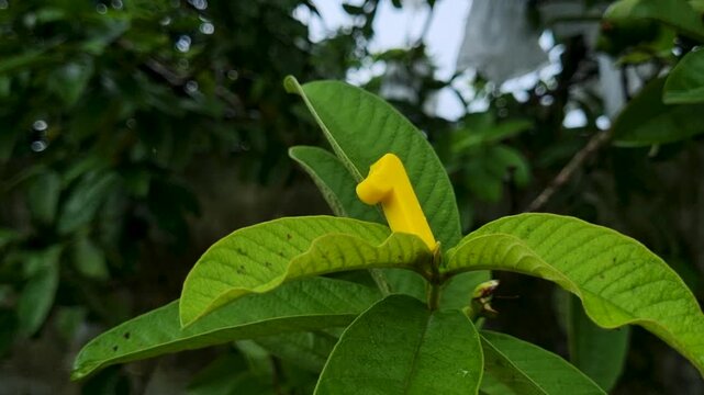 Yellow number one placed on green leaves of guava tree nature plant garden foliage growth