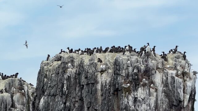 Dense mixed seabird colony dominated by common guillemots sitting on top of a rocky island cliff.