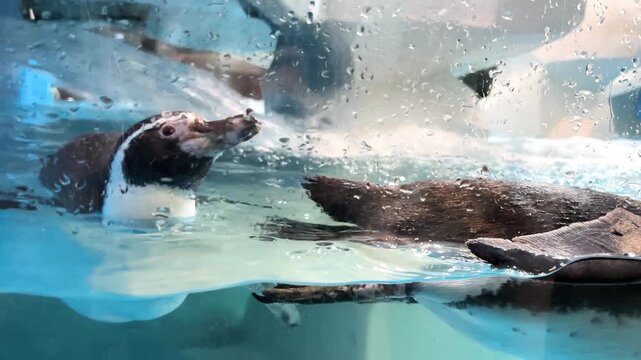 Cute little penguins swim in the water behind the glass.