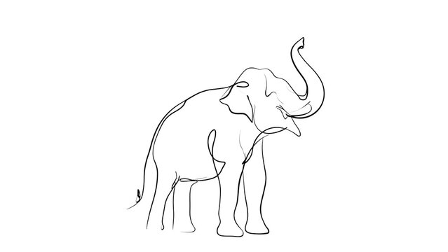 Minimalist elephant line drawing white background.