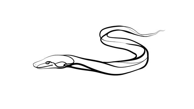 Minimalist snake line art illustration white background.