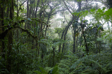 Fototapeta premium Lush Monteverde Cloud Forest Interior with Green Tree Ferns and Mossy Canopy Trees in Costa Rica