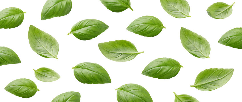 Basil leaves scattered pattern isolated on transparent background