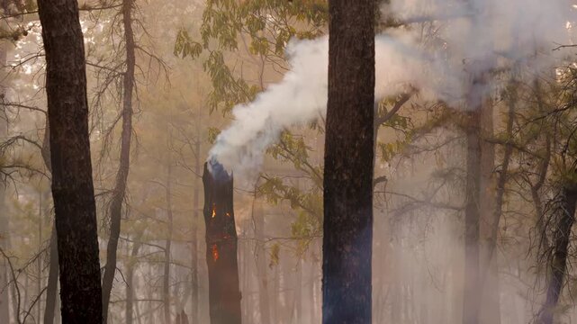 Close-up of a burning tree emitting smoke in a forest as a consequence of a terrible wildfire.
