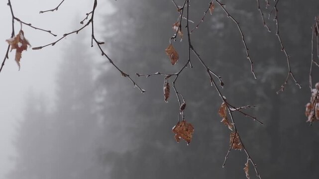 Frozen birch branches with dried autumn leaves covered in frost against a blurry misty forest background. Commercial stock video footage for late autumn, winter season, changing weather, and nature te