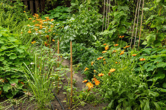 Companion planting in an organic permaculture garden with lemongrass, marigold, nasturtium, tomatillos, and common beans.
