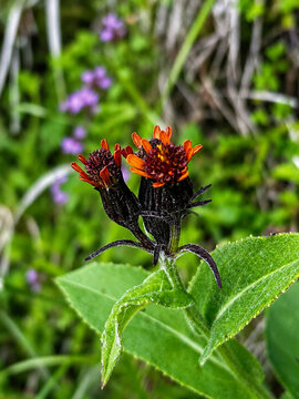 Close-up of orange hawkweed flower (Pilosella aurantiaca) blooming with dark bracts in a green alpine meadow.