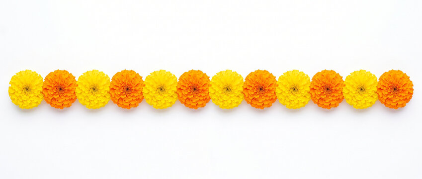 premium alternating yellow and orange marigold flower chain isolated on white background for indian wedding festival decoration floral border design