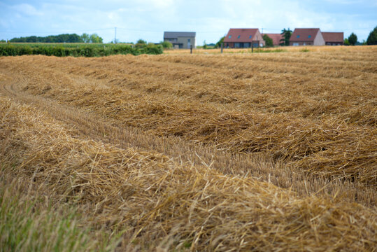 Harvested grain field with straw windrows left after combining, with rural houses in the distance under a cloudy summer sky. Agricultural landscape during the harvest season