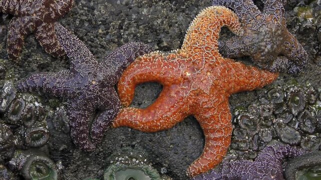 starfish stick, suck to the rock cliff  surface on a tide