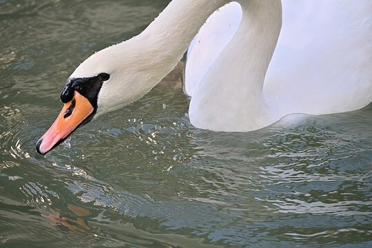 H&ouml;ckerschwan