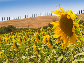 Fototapeta premium Italia, Toscana, Siena, la campagna senese in estate.